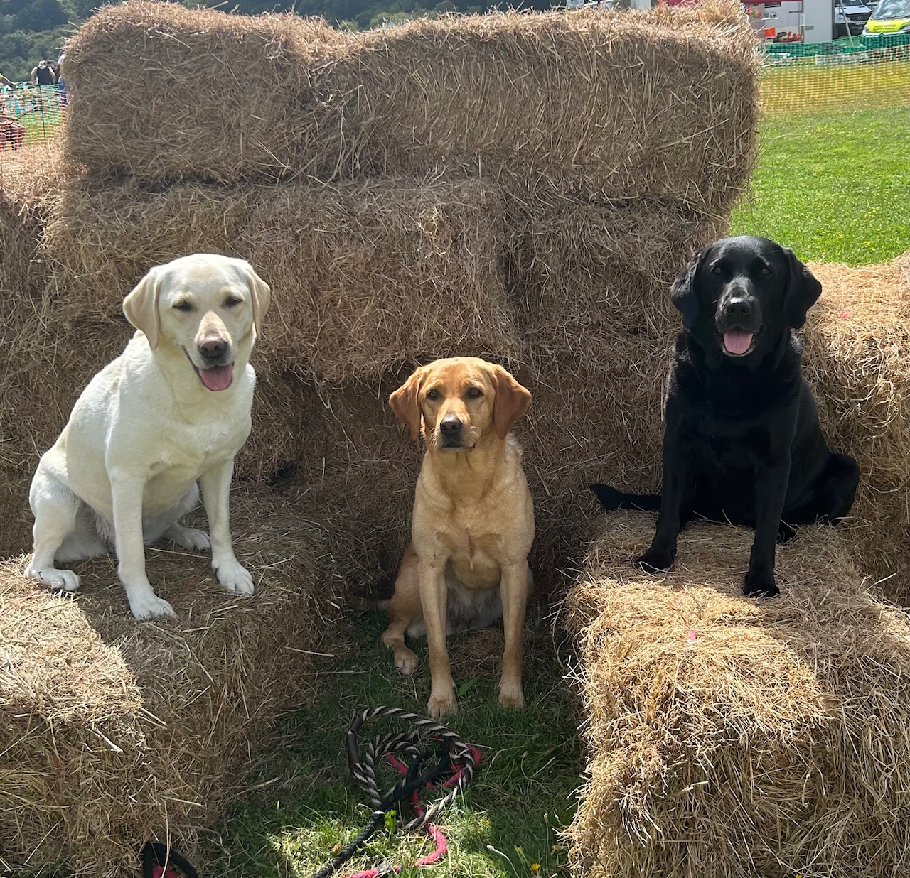 Dogs with Jobs