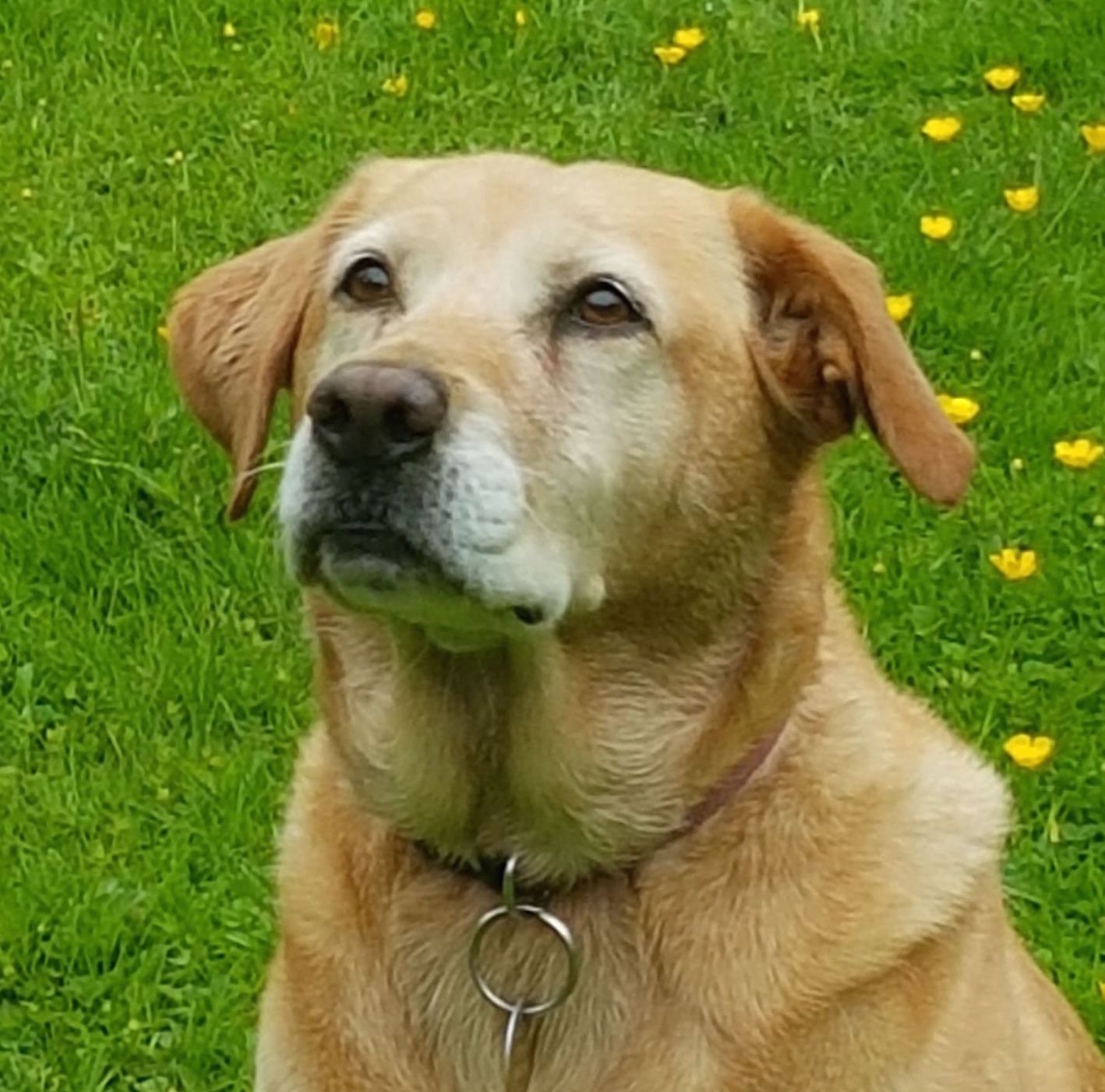 Meet Millie, the hospital visitor