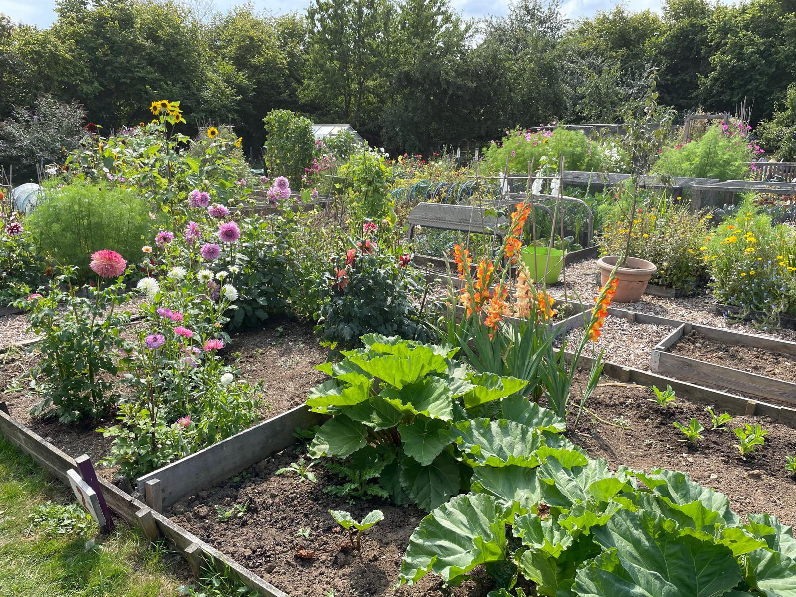 Growing Together - September 2025: Wedding flowers, pumpkins and moles