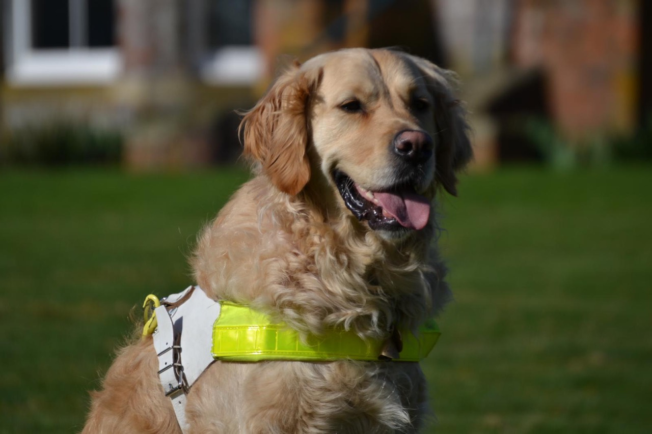 Dogs with Jobs