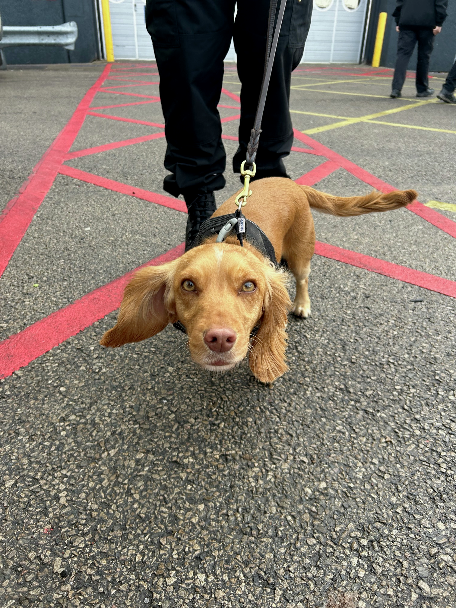 Oreo, the digital asset detection dog