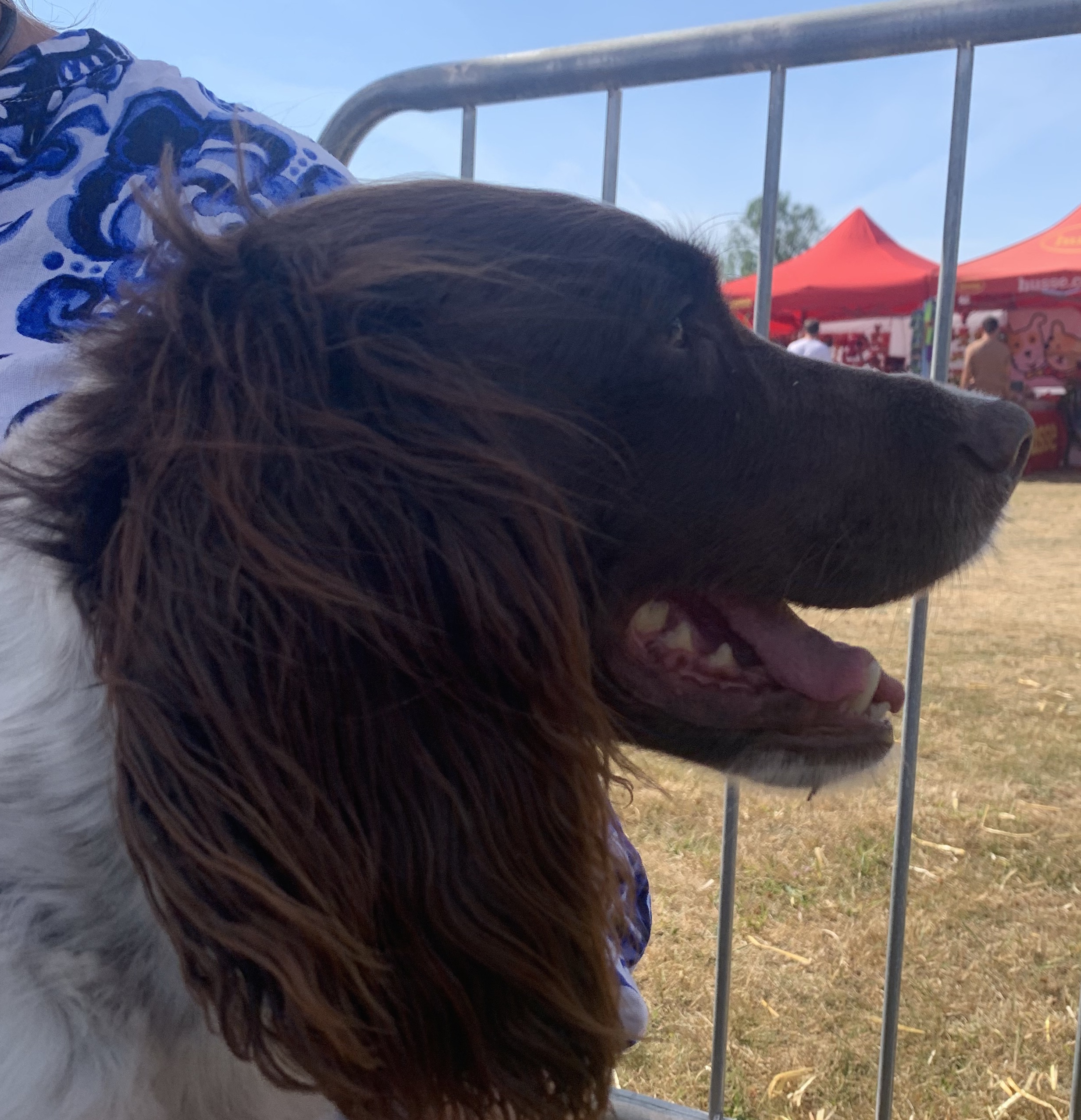 Clover, the accidental gun dog