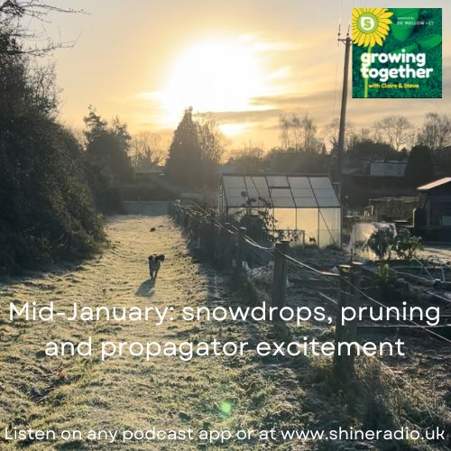 Growing Together - mid-January 2024: snowdrops, pruning and propagator excitement