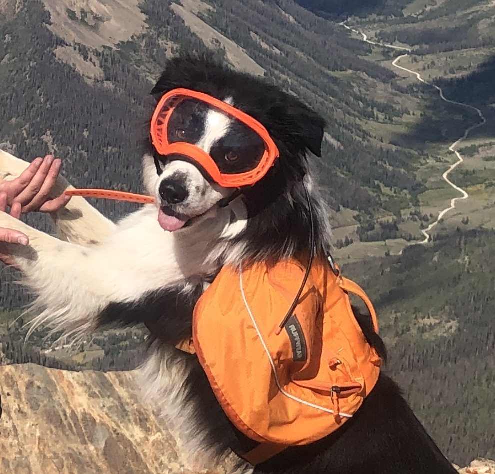 Dogs with Jobs