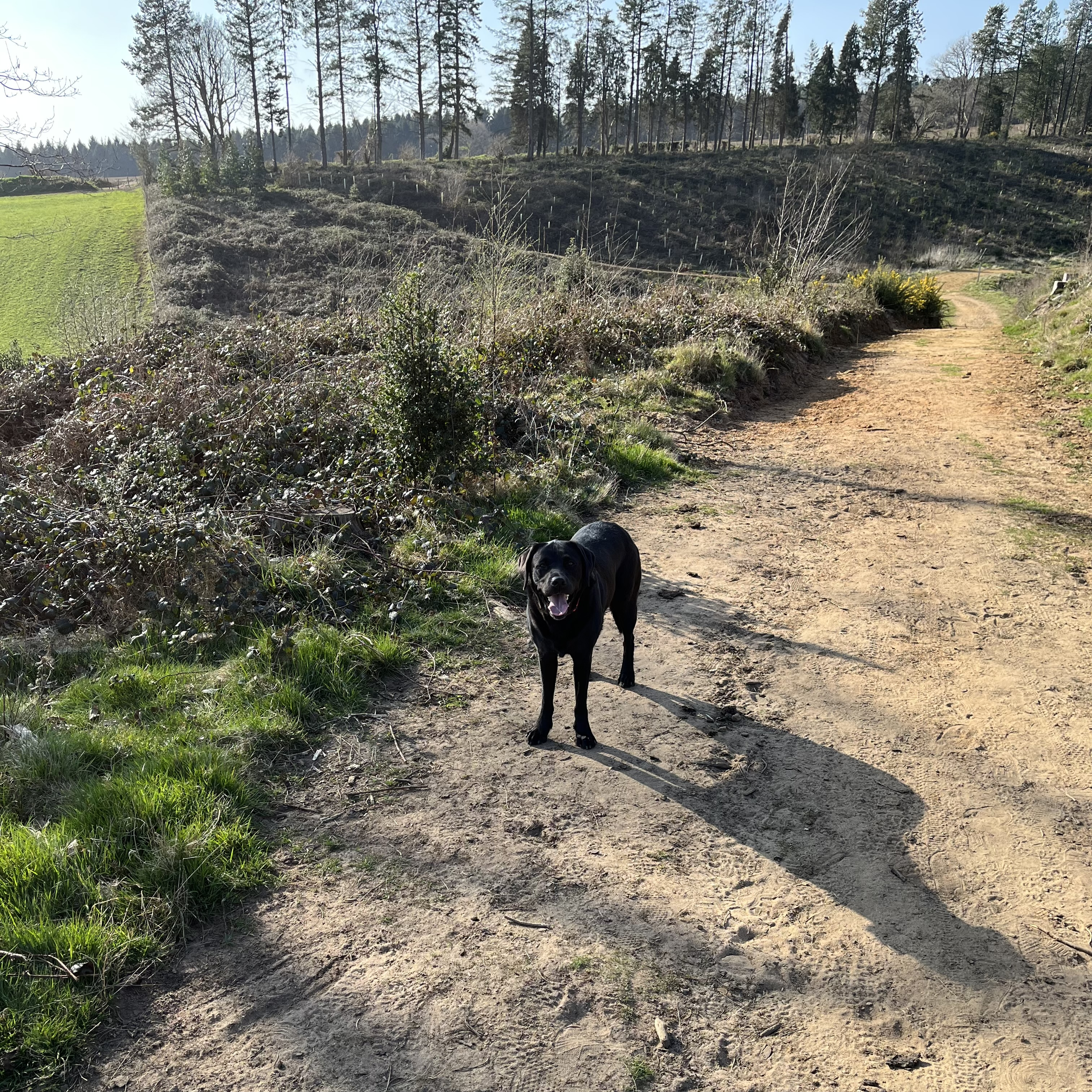 Suzie's Wilde Walk - Blue Skies and Squirrels Nests
