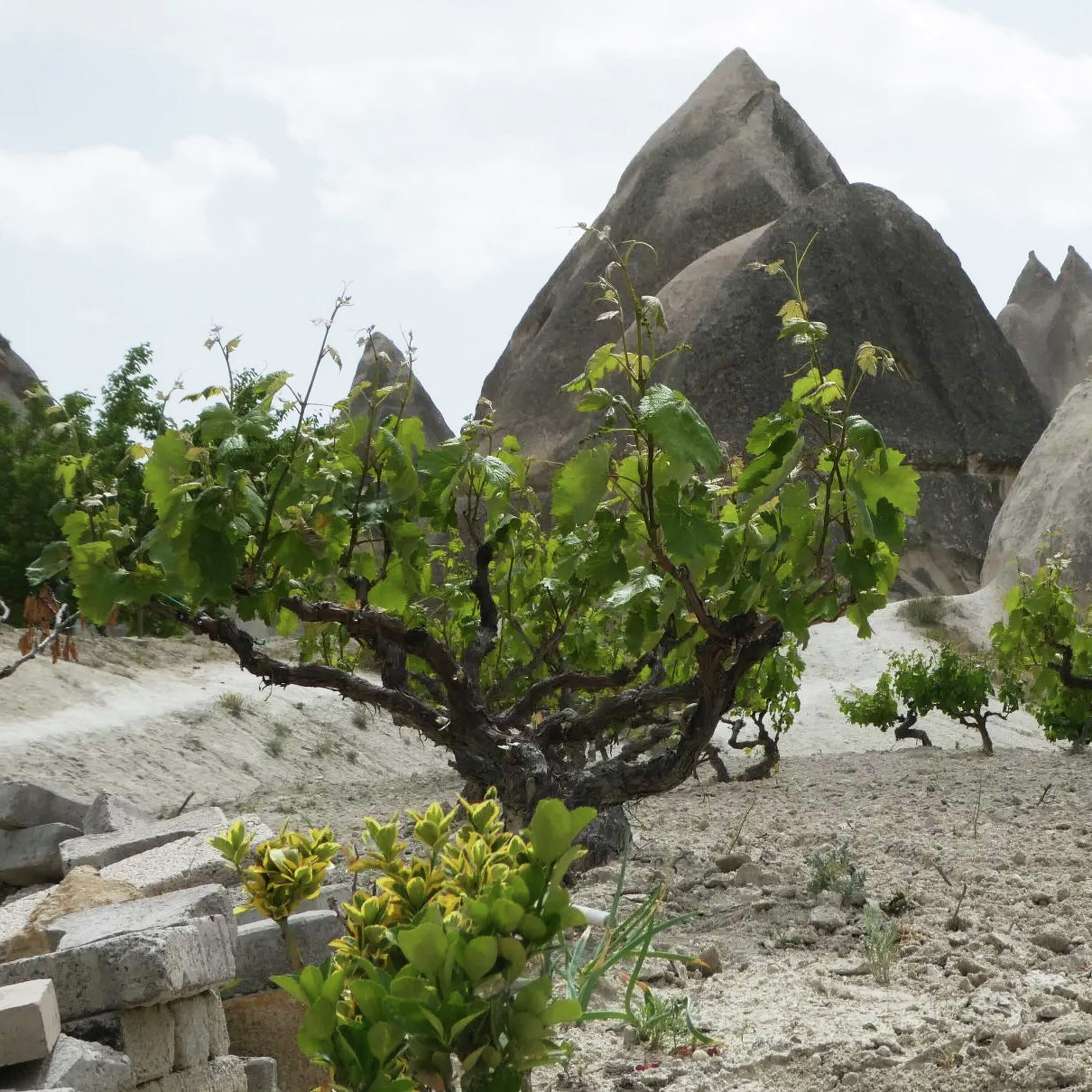 Drinking with Phill & Mags – uncorking Türkiye and Corsica