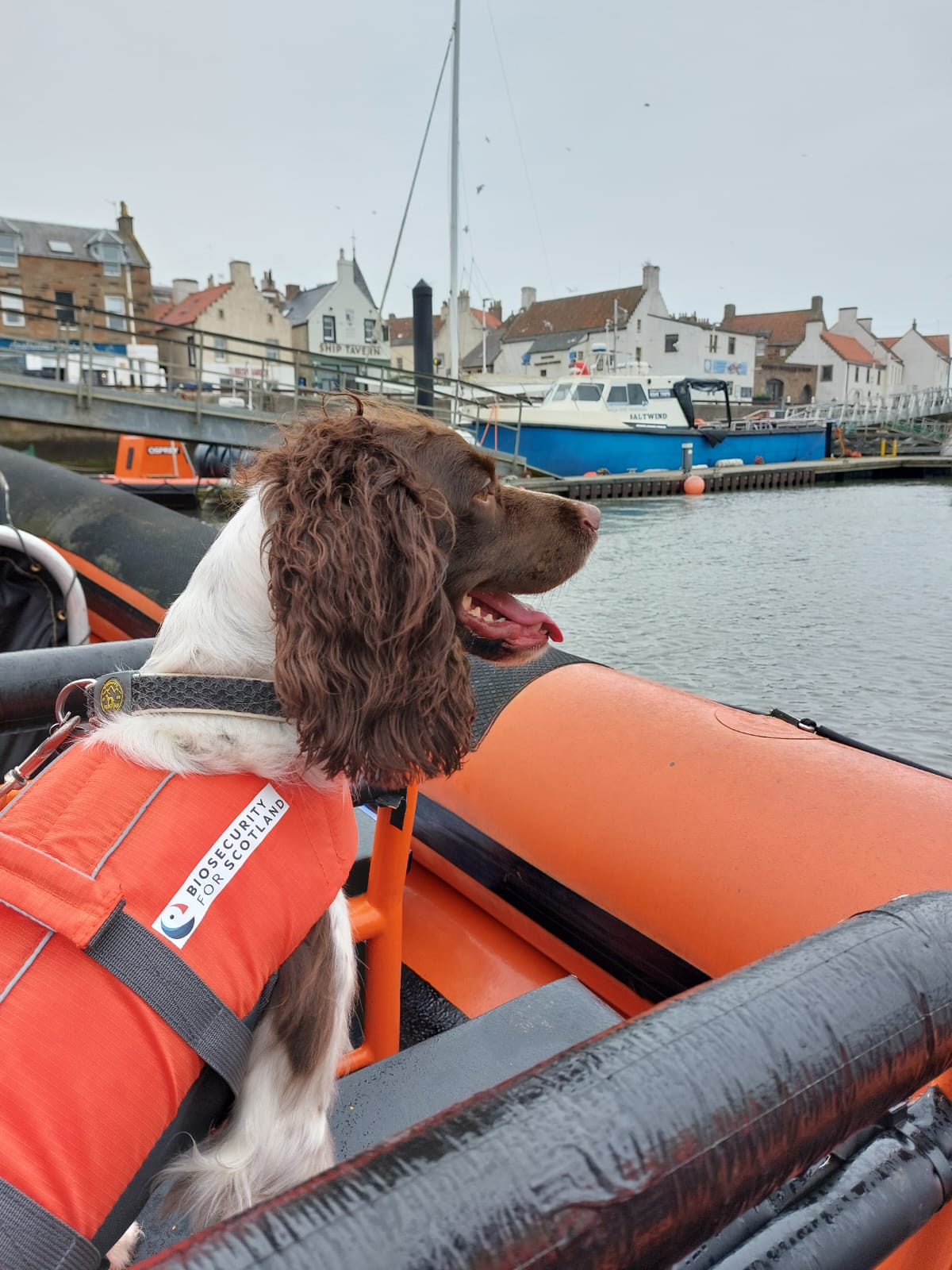 Reid, the biosecurity detection dog, who patrols the Scottish islands