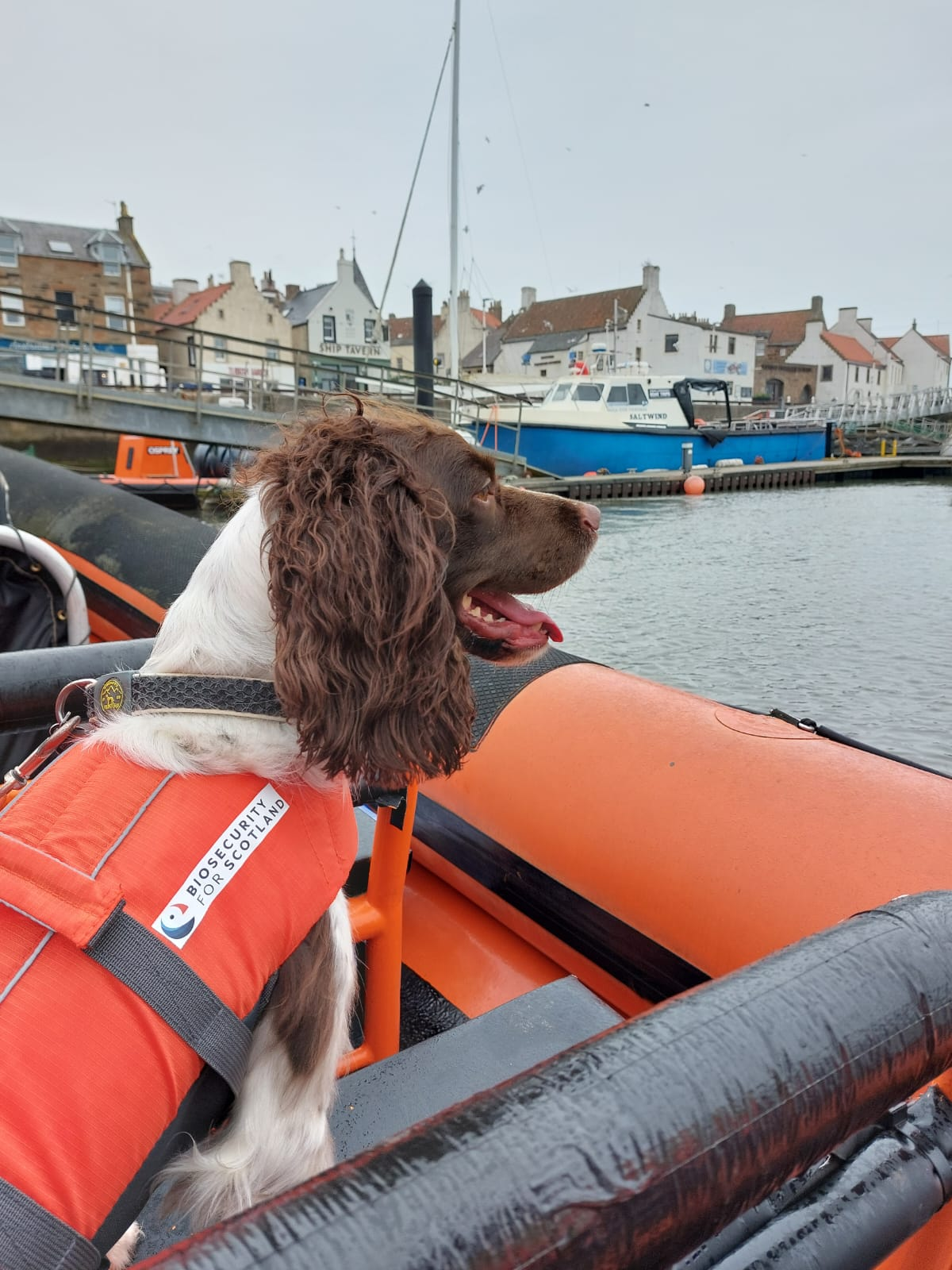 Dogs with Jobs
