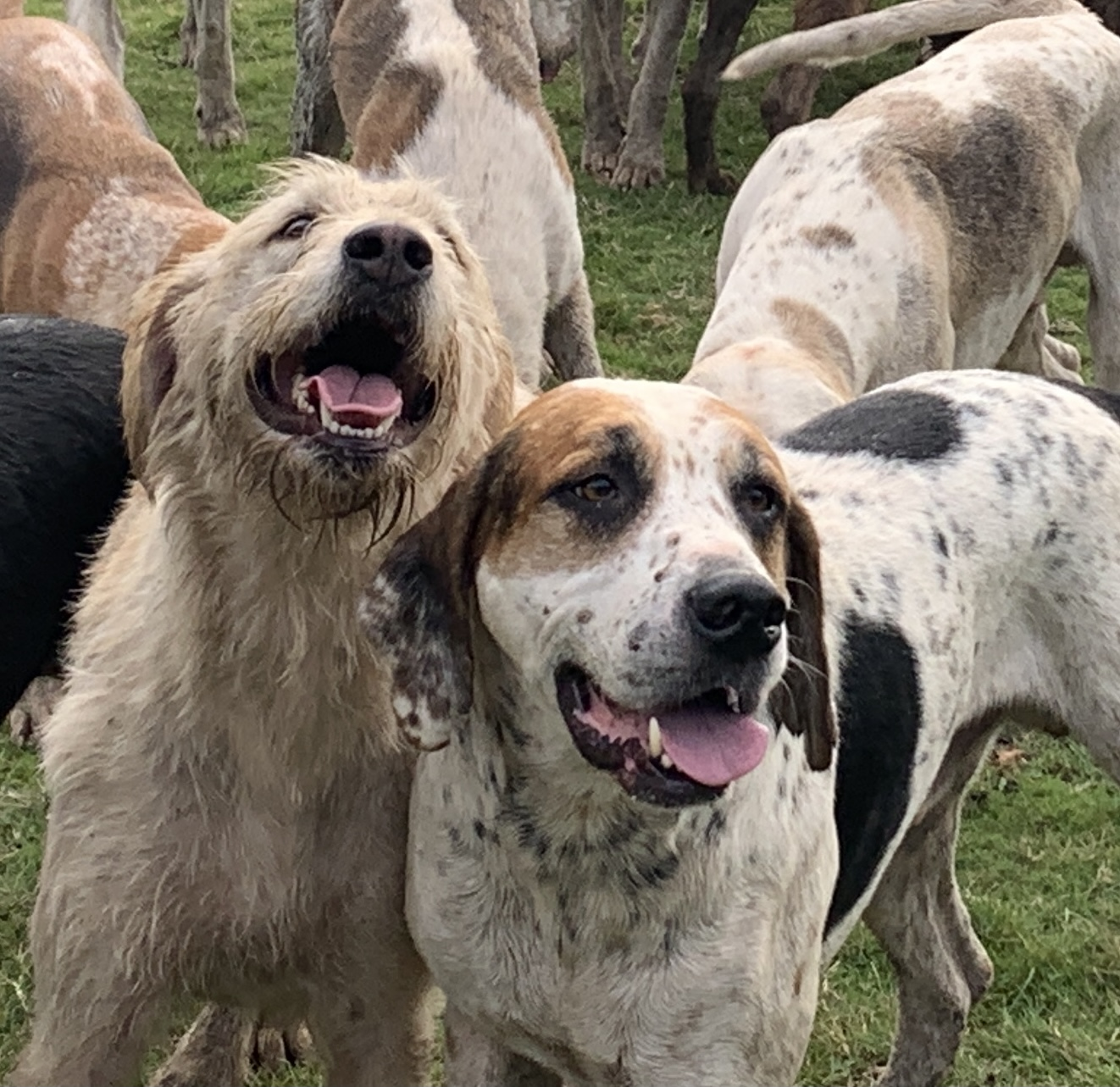 Dogs with Jobs