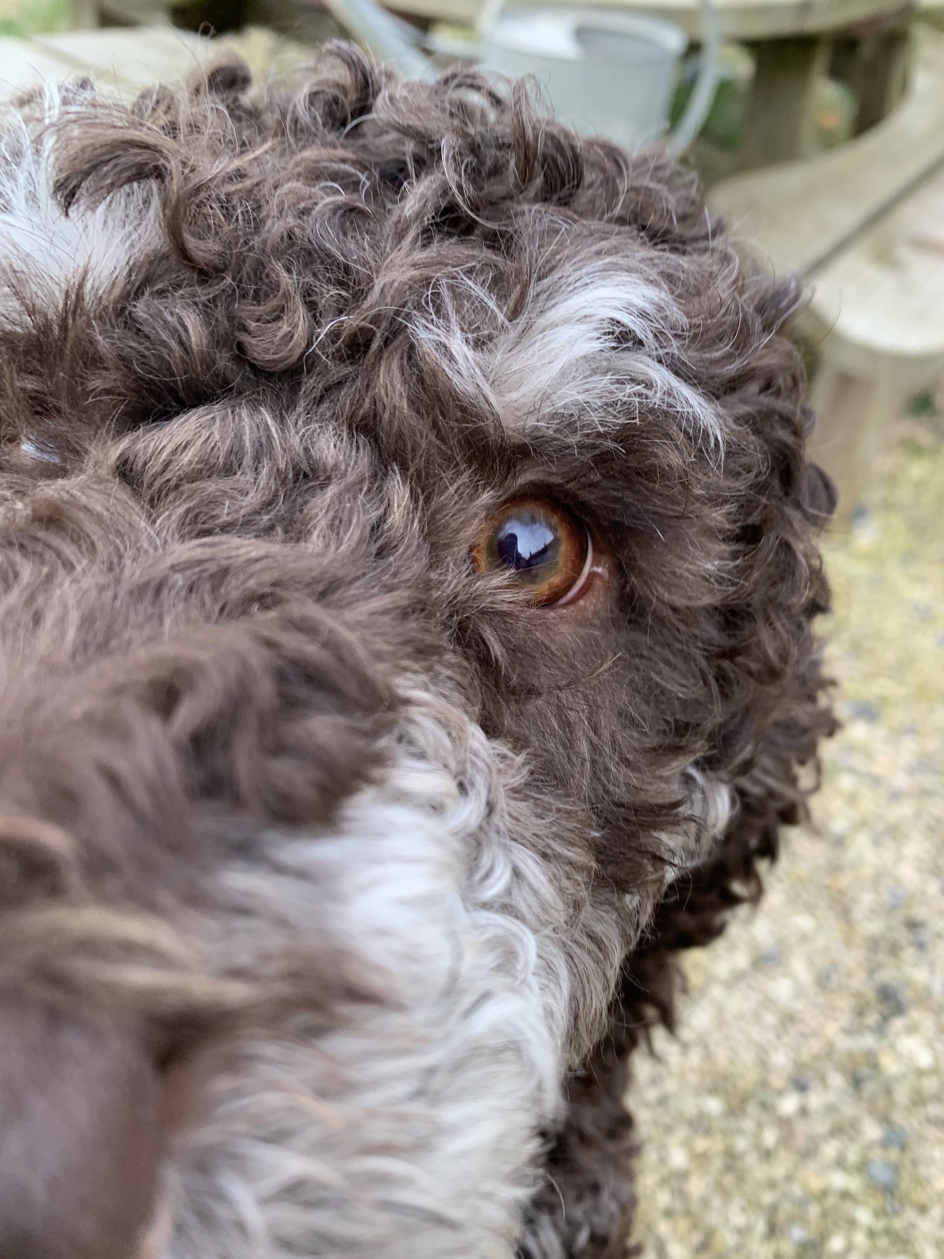 Dogs with Jobs