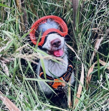 Dogs with Jobs