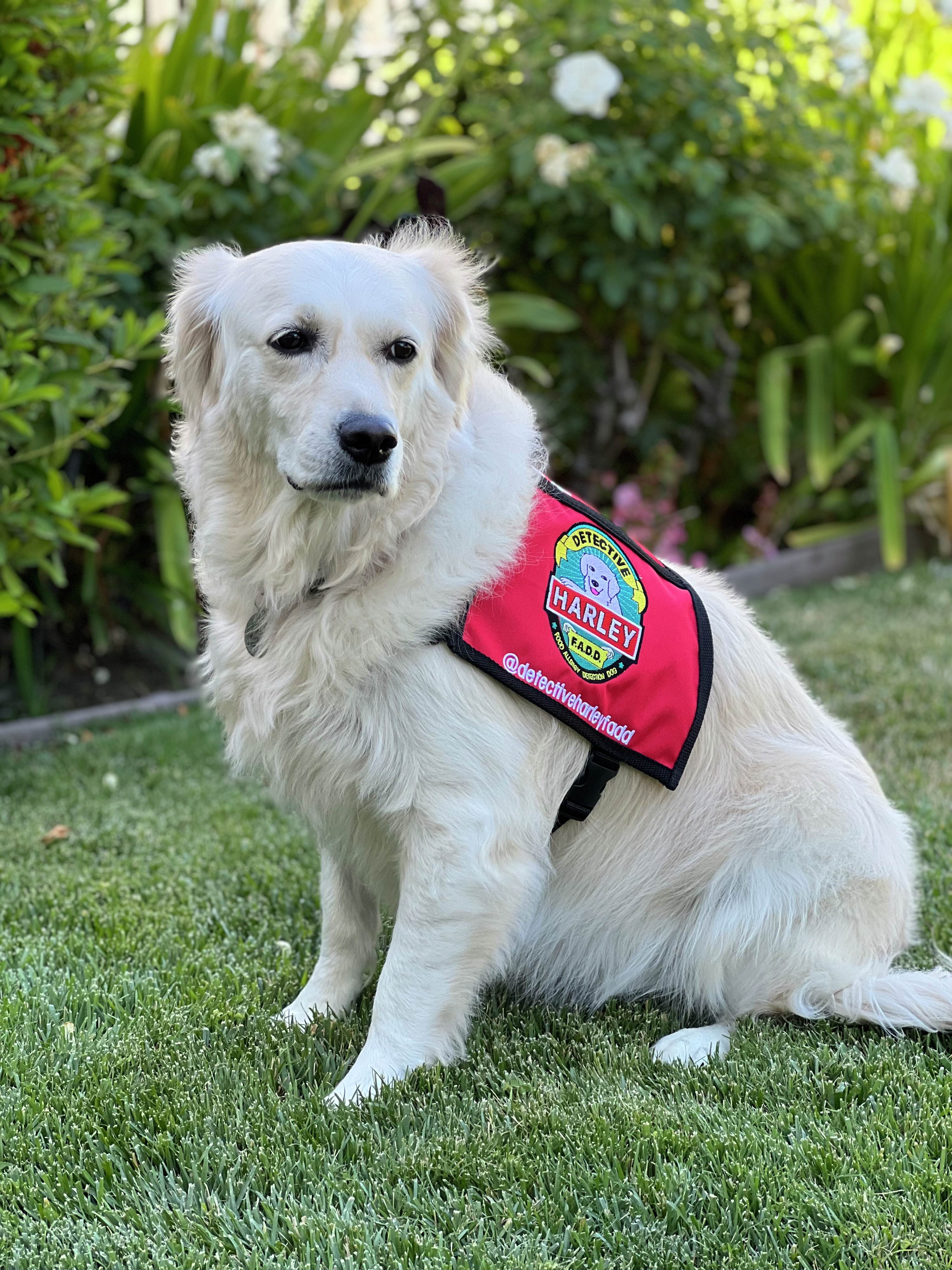 Harley the peanut allergen detection dog