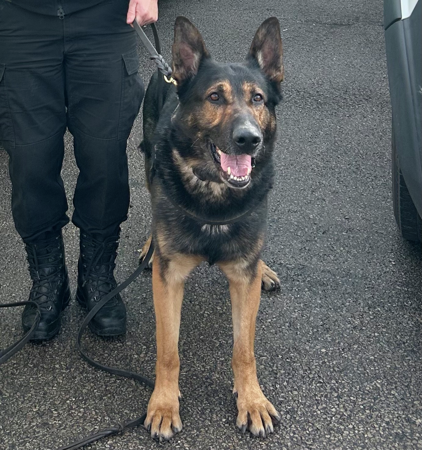 Police Dog Chase and his last few months on duty with handler, P.C. Sue Cheek
