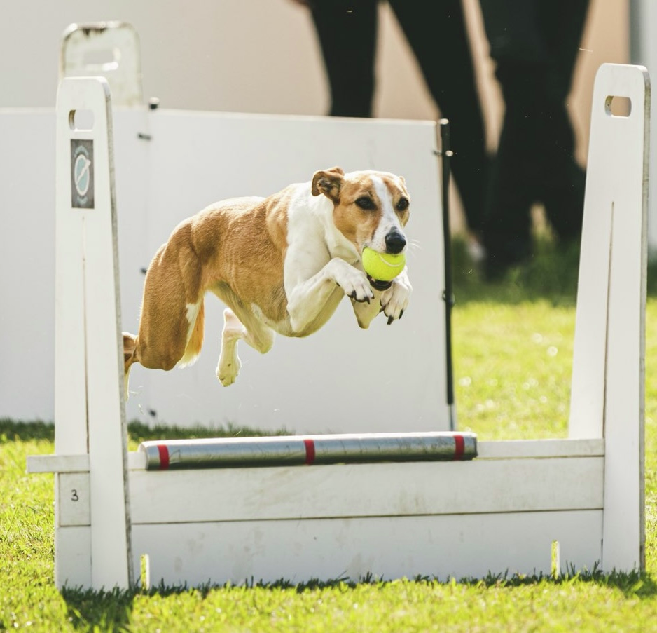 Dogs with Jobs
