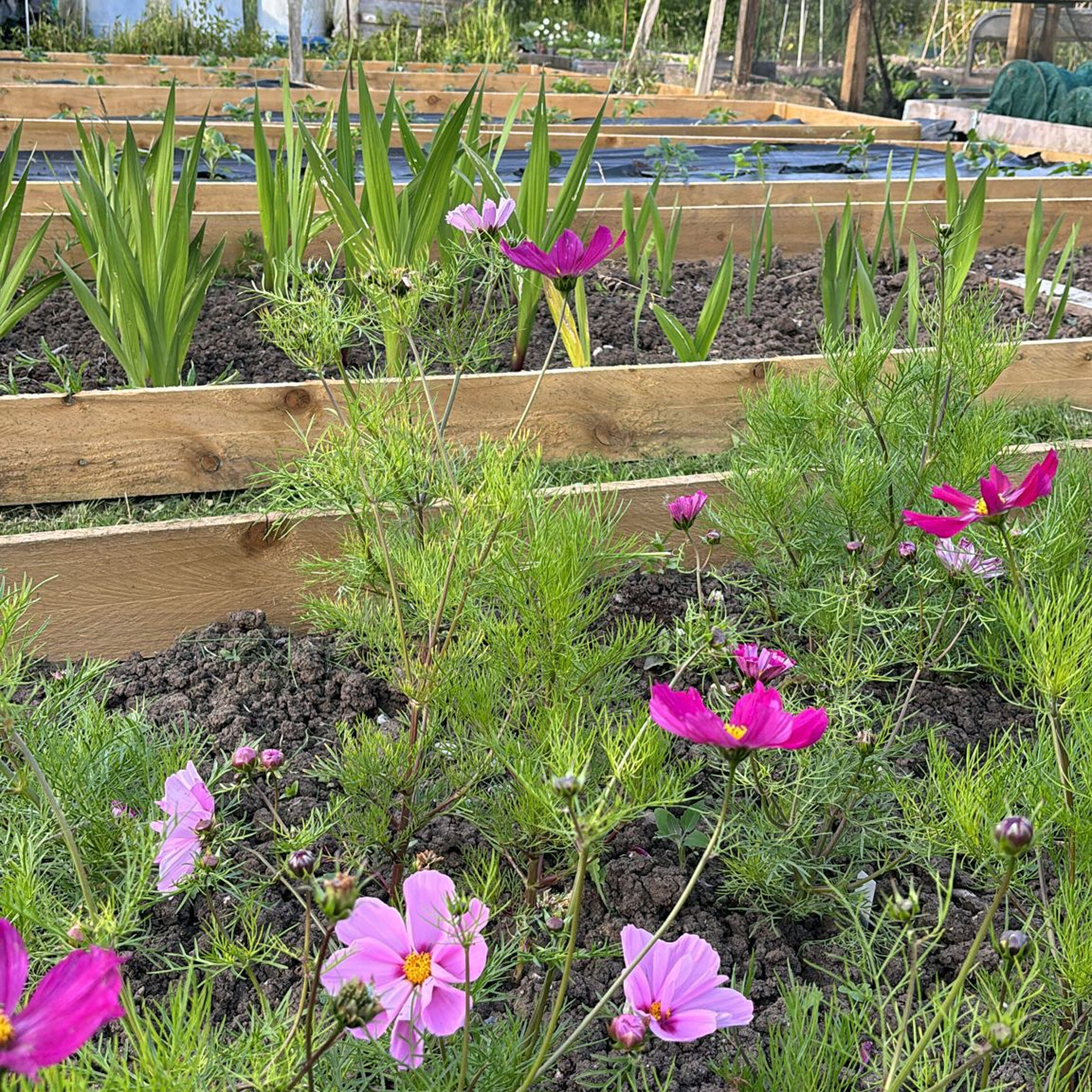 Growing Together - Early September 2024: Crop harvesting and gardening for mental wellness with Mind