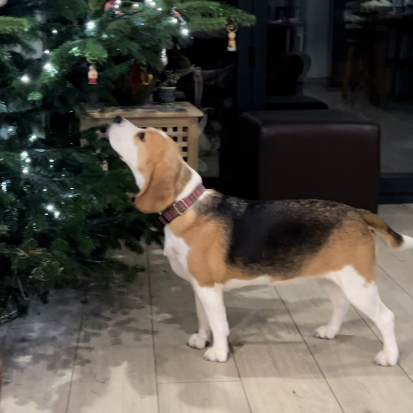 Dogs with Jobs