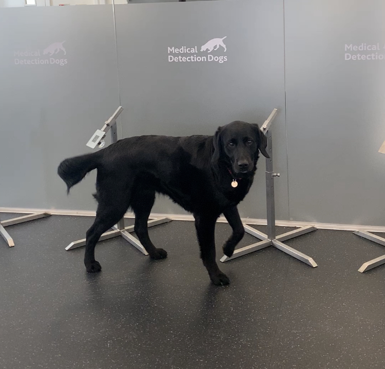 Dogs with Jobs