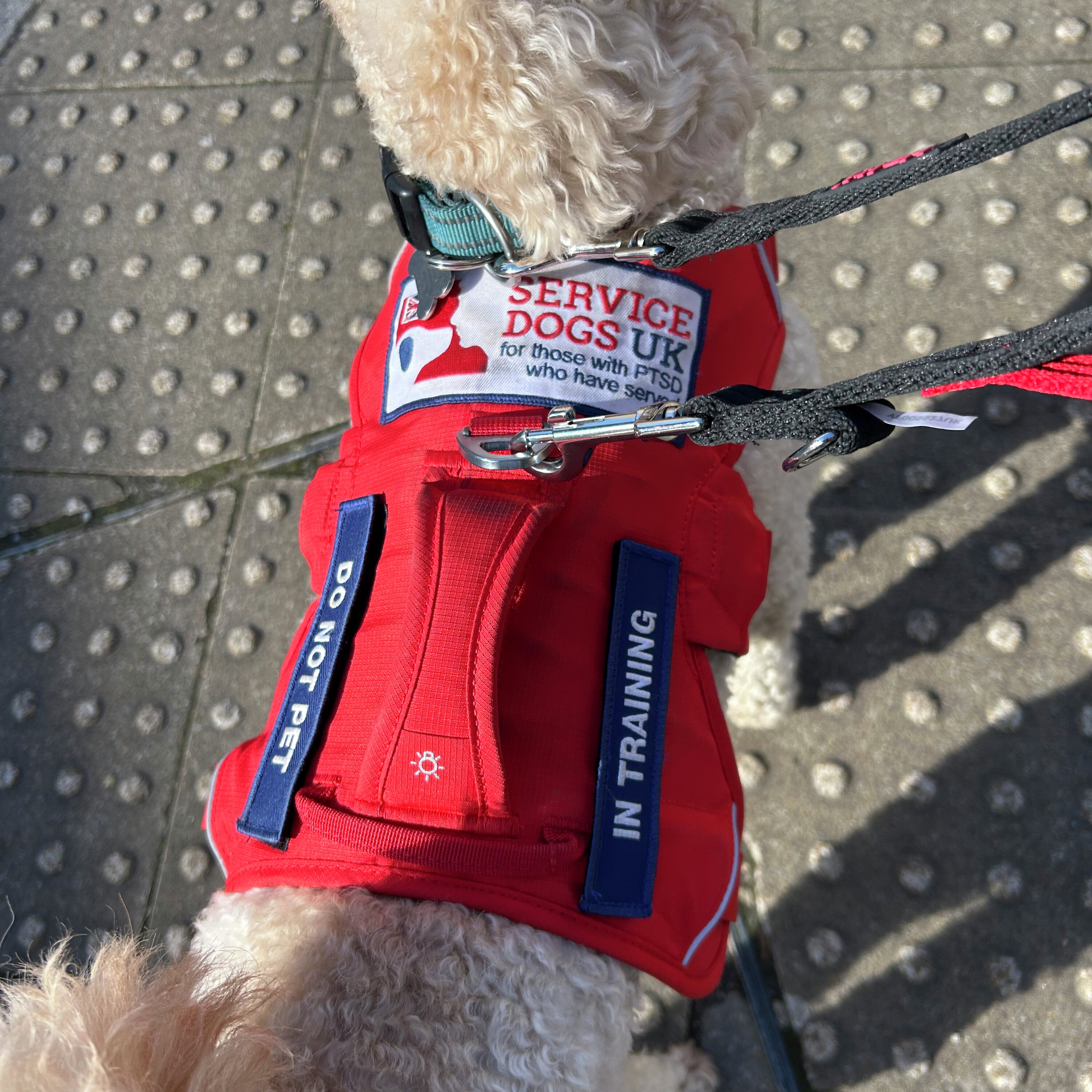 Service Dogs UK: Helping Veterans to train their own PTSD Service Dogs episode artwork