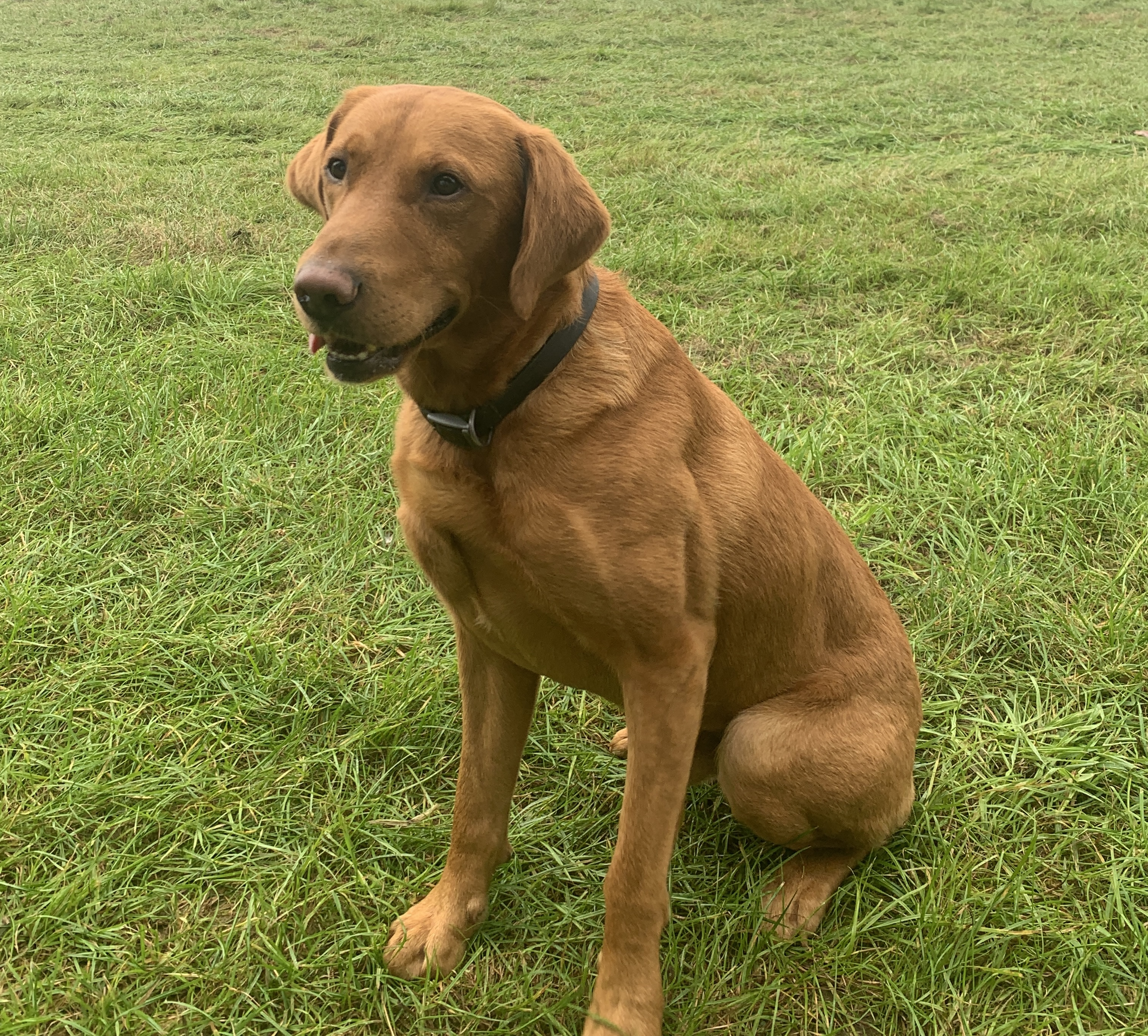 Dogs with Jobs