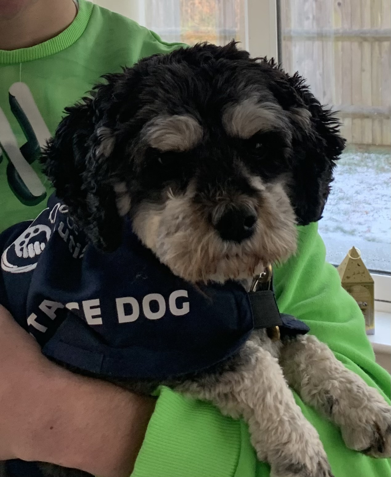 Dogs with Jobs