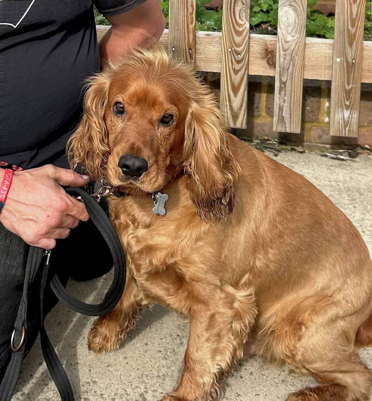 Duke, the PTSD service dog