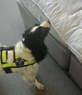 Dogs with Jobs