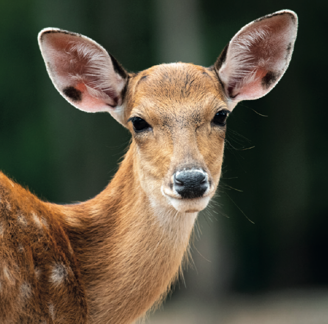 Sky Park Farm - advertisement - antlers