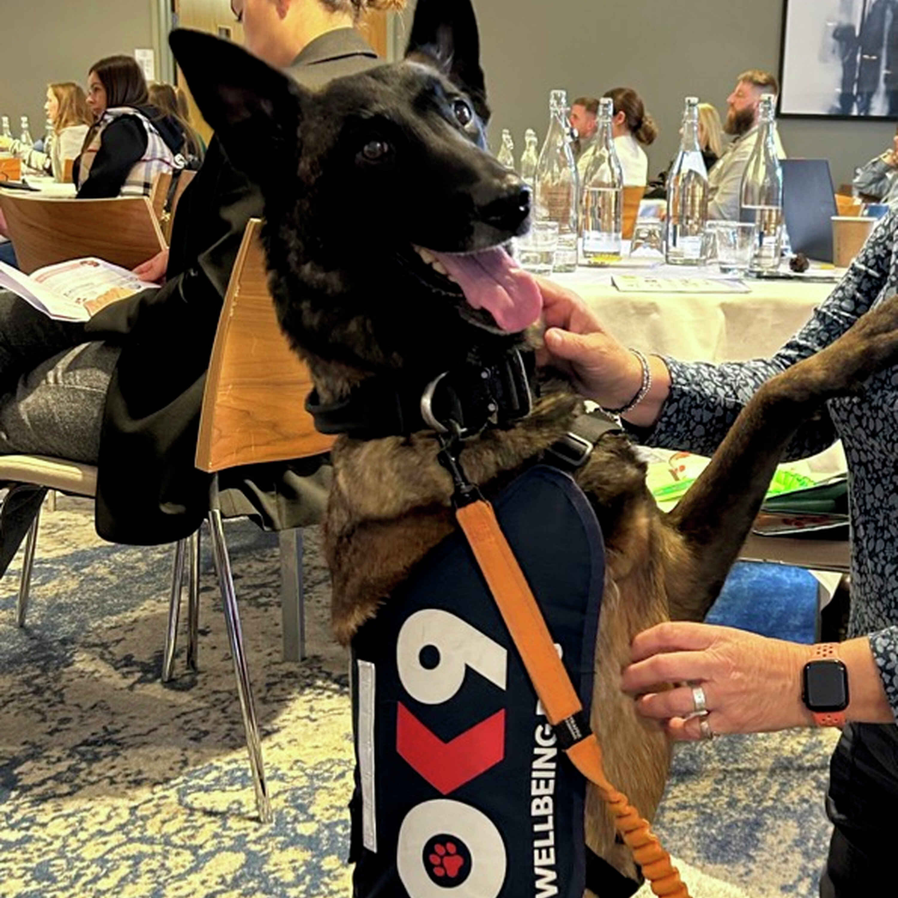 Baloo, the injured police dog, forges an award-winning new career episode artwork