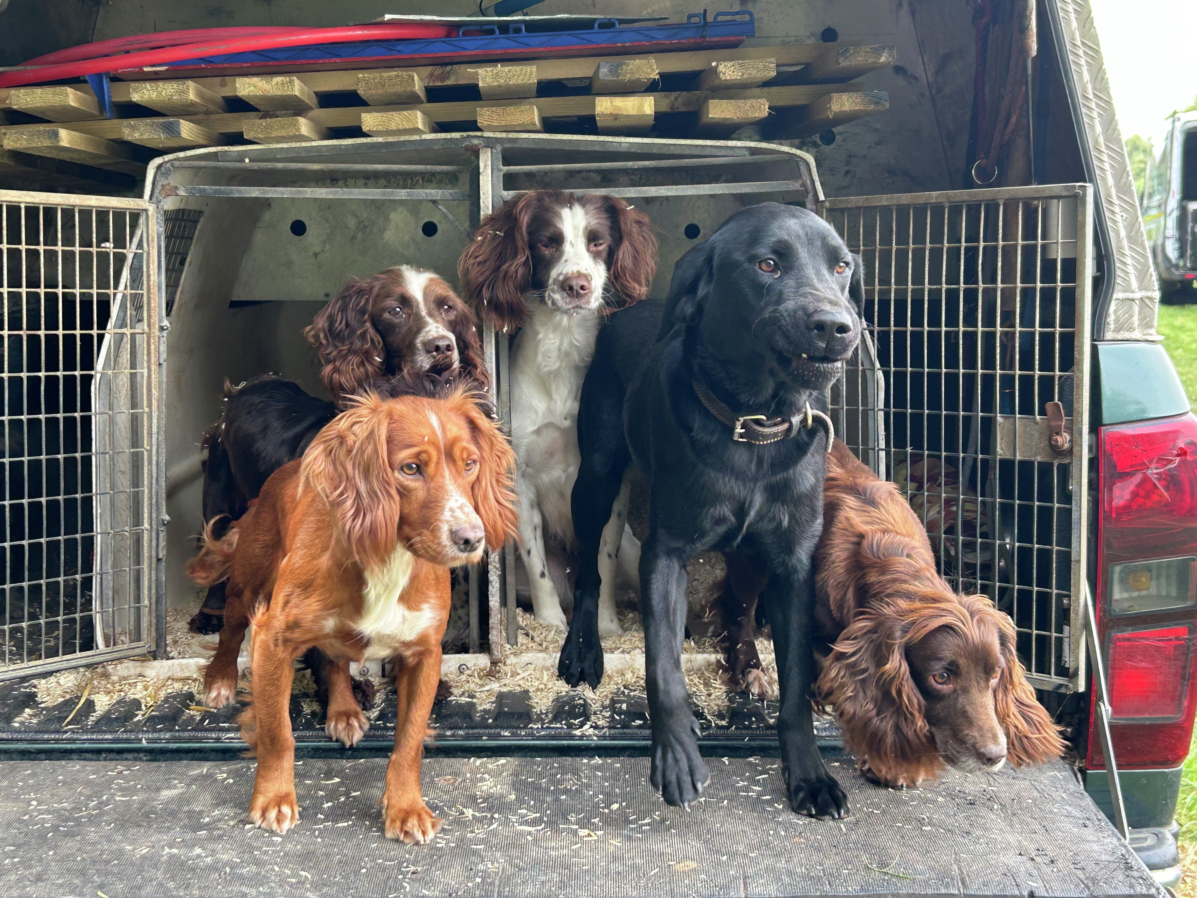 Dogs with Jobs