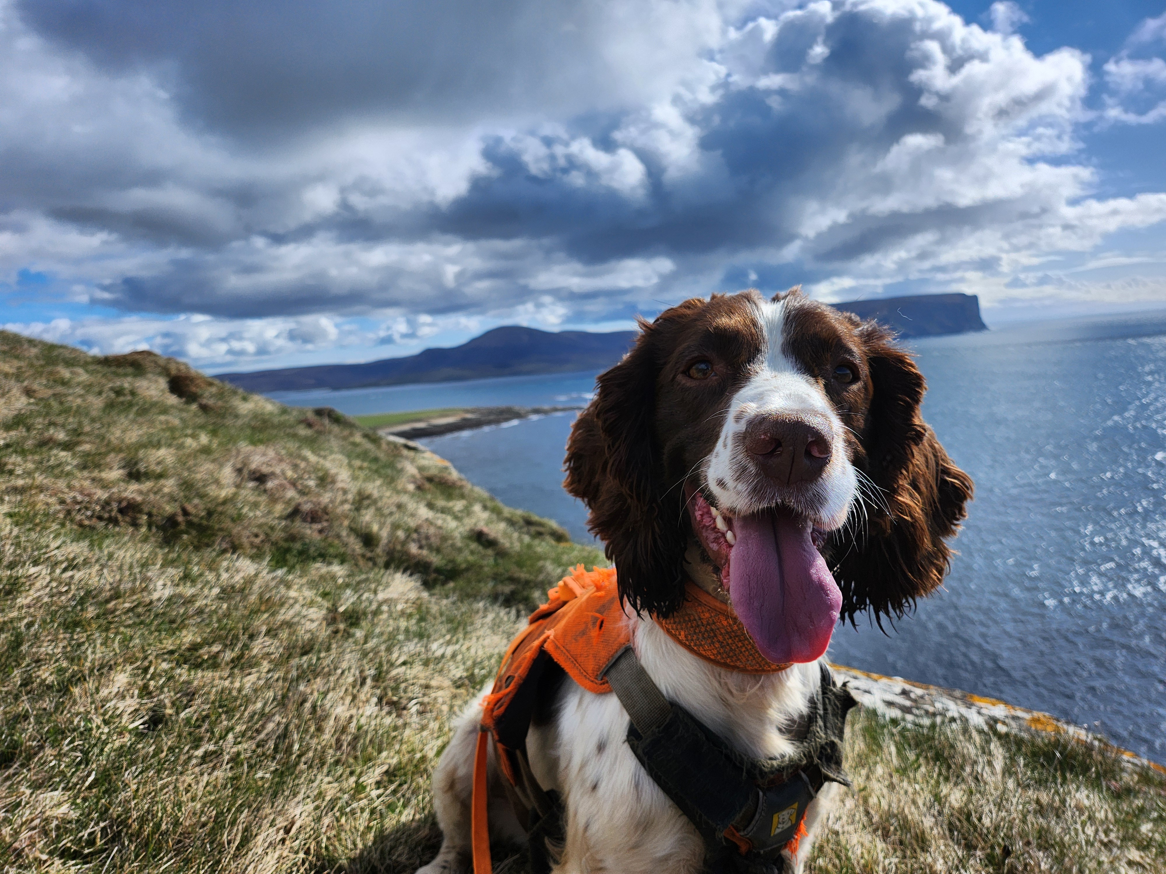 Dogs with Jobs