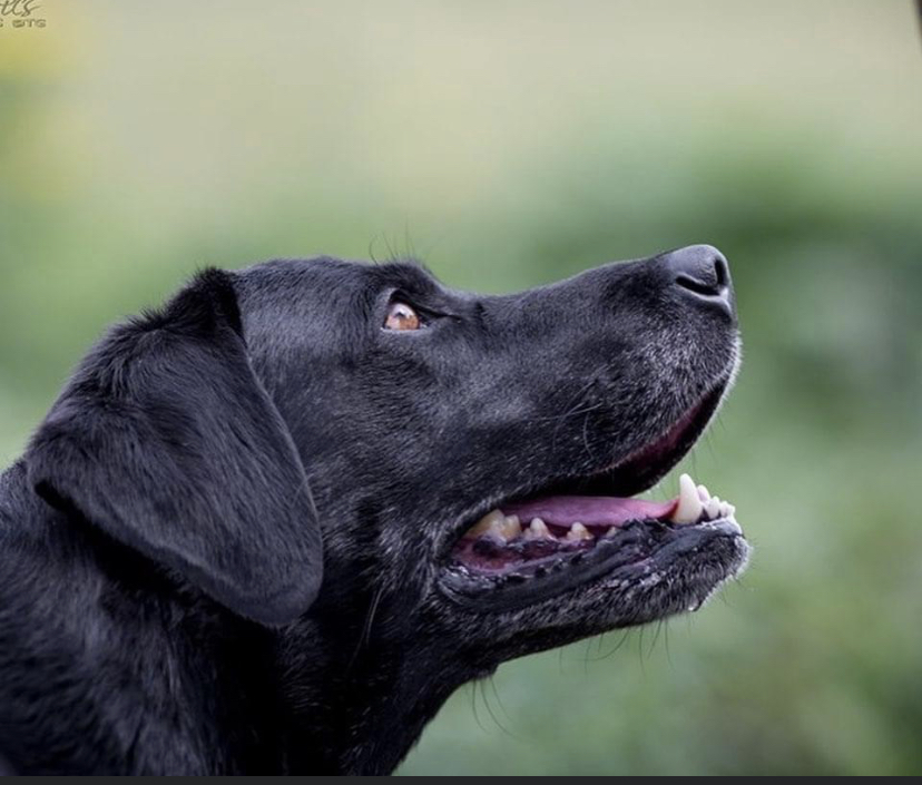 Drake, the gun dog champion
