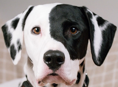 Dogs with Jobs