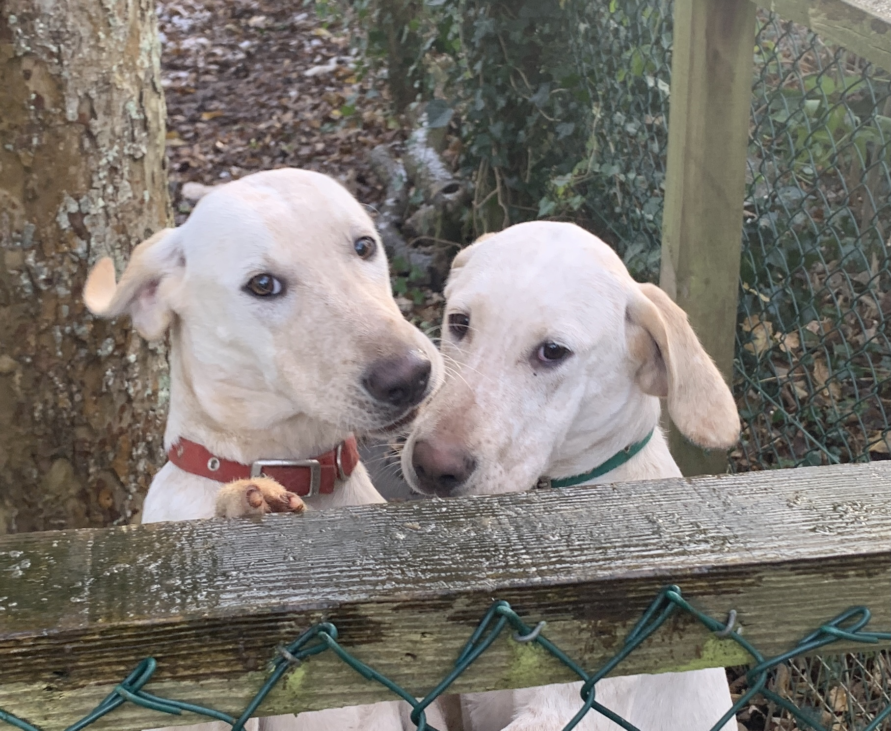 Debit and Dervish, the hunting hounds