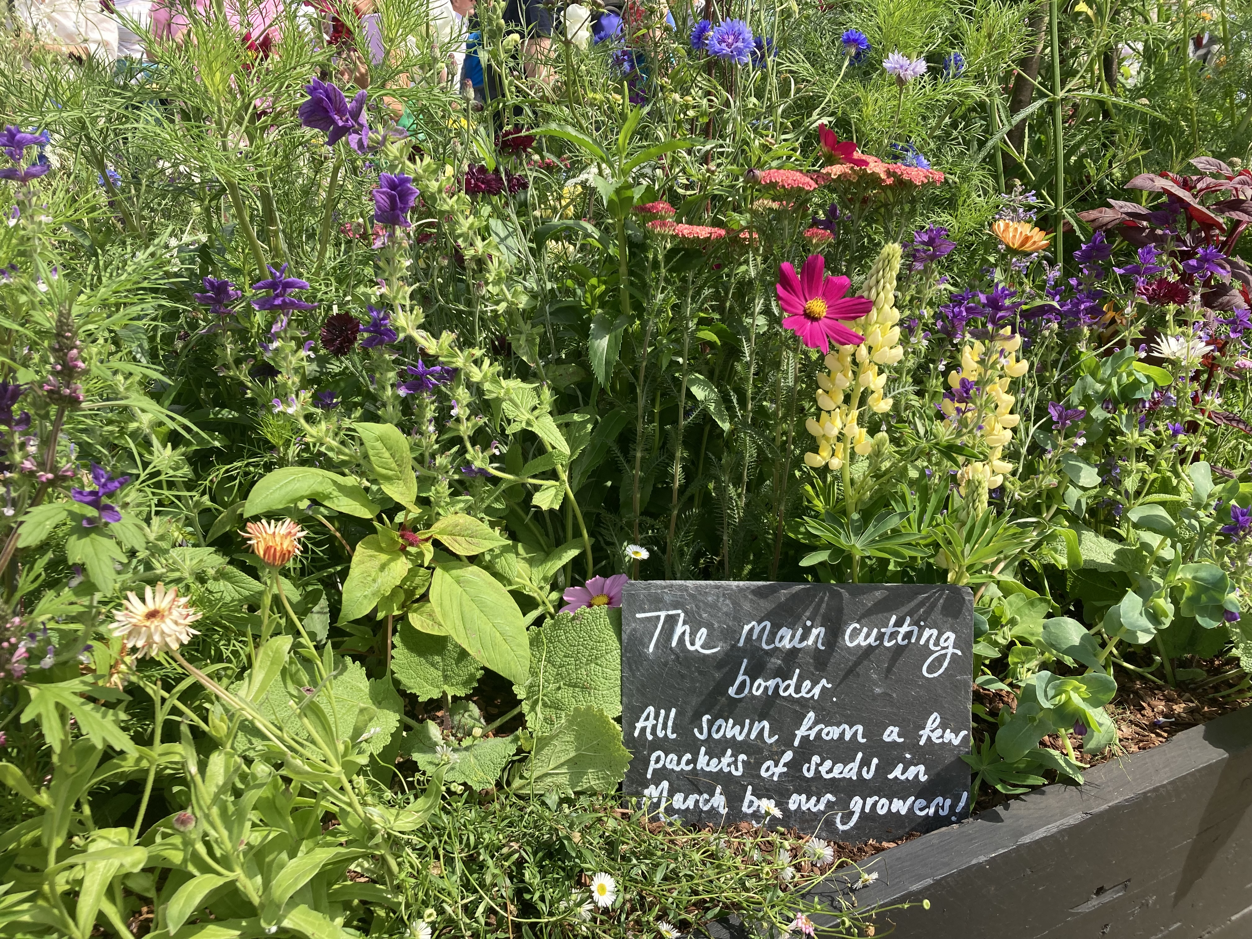 Growing Together - RHS Hampton Court Palace Garden Festival, 2022
