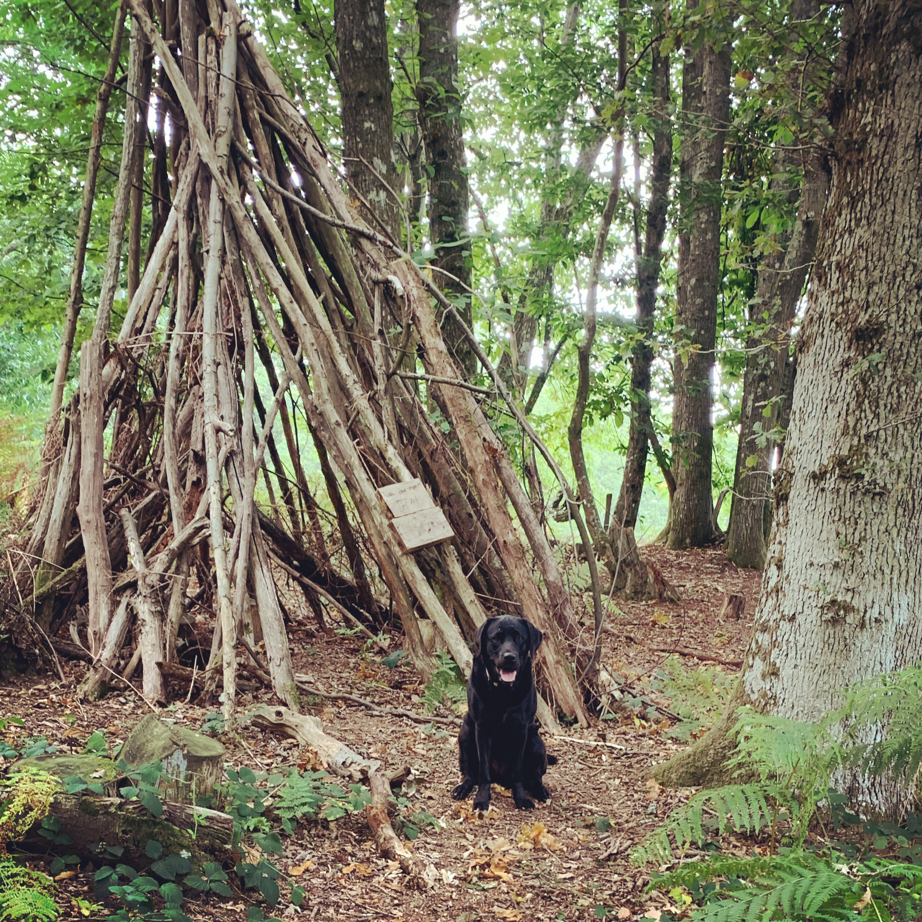Wilde Walk: Chapel Common in September