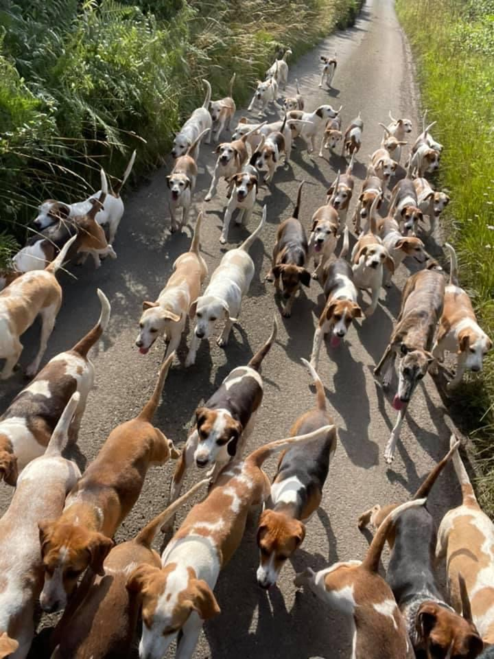 Dogs with Jobs