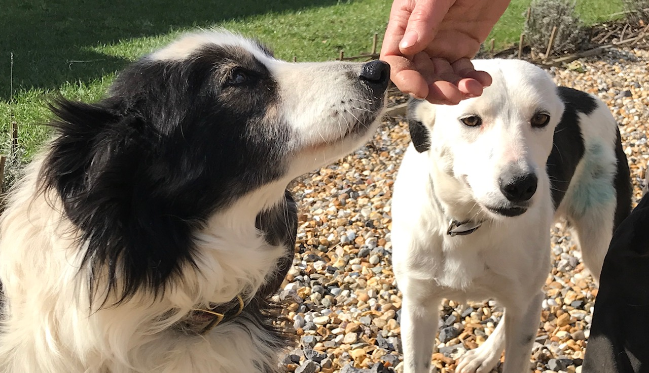 Edie, Max and Joe, the sheep farm workers
