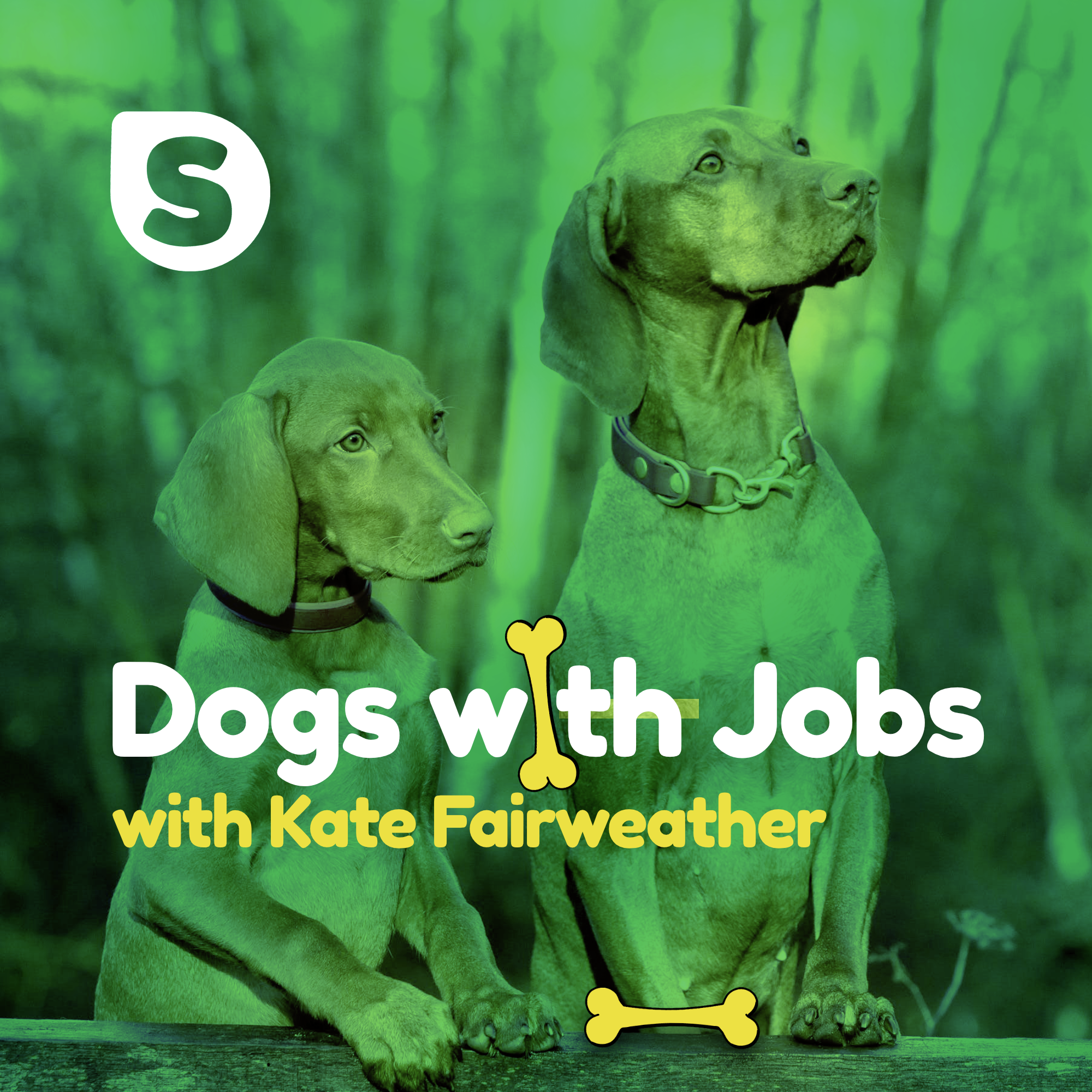 Billy, the drugs detection drug with the West Midlands Police