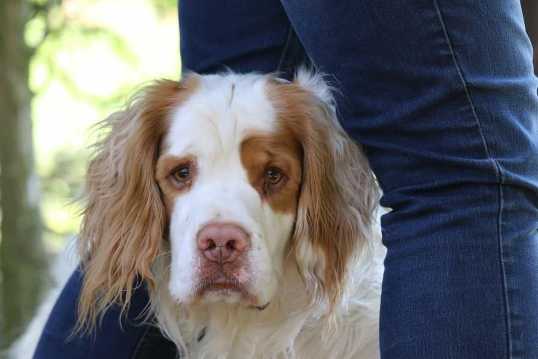Dogs with Jobs