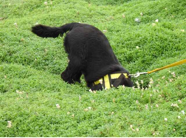 Dogs with Jobs