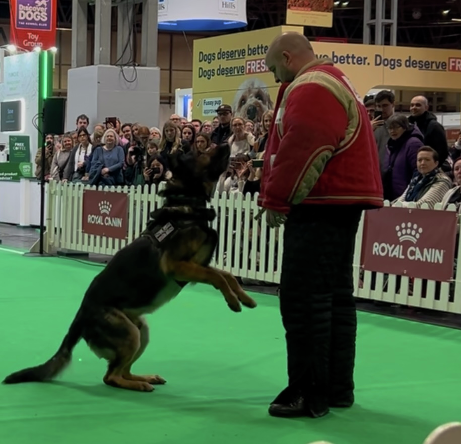 Viper, the Firearms Support Dog