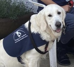 Daisy, the autism assistance dog