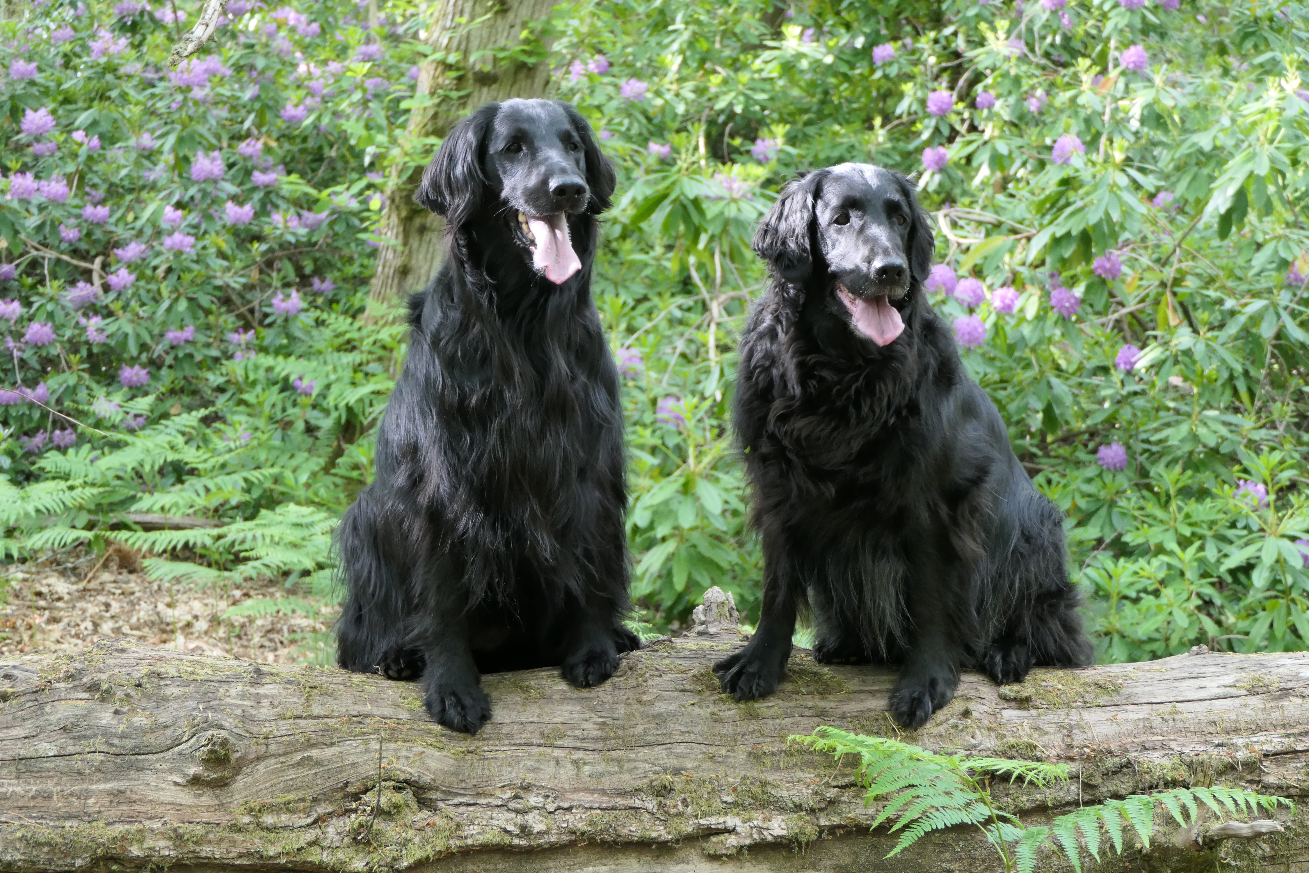 What qualities make a good therapy dog?