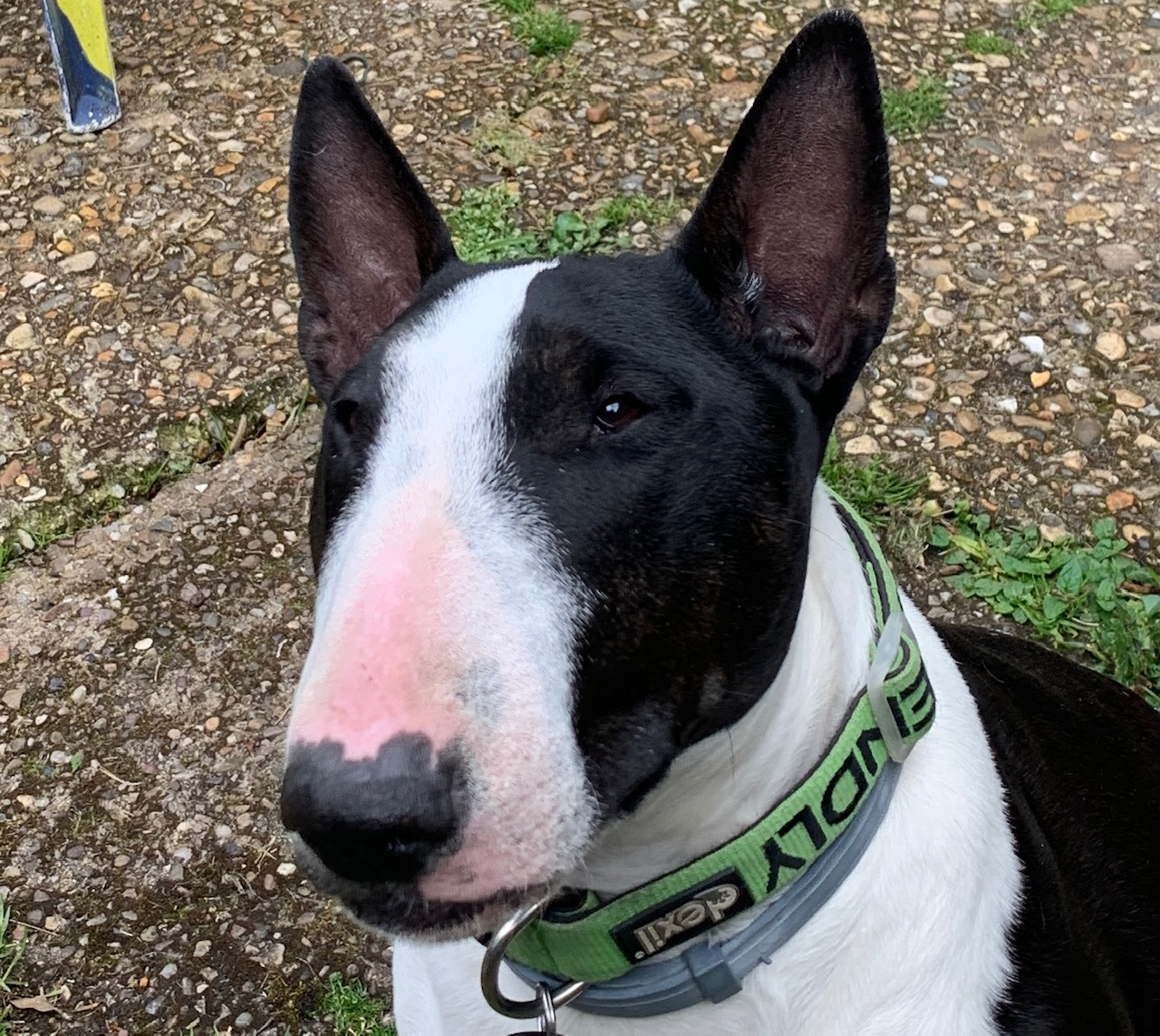 Sprout, the care home visitor