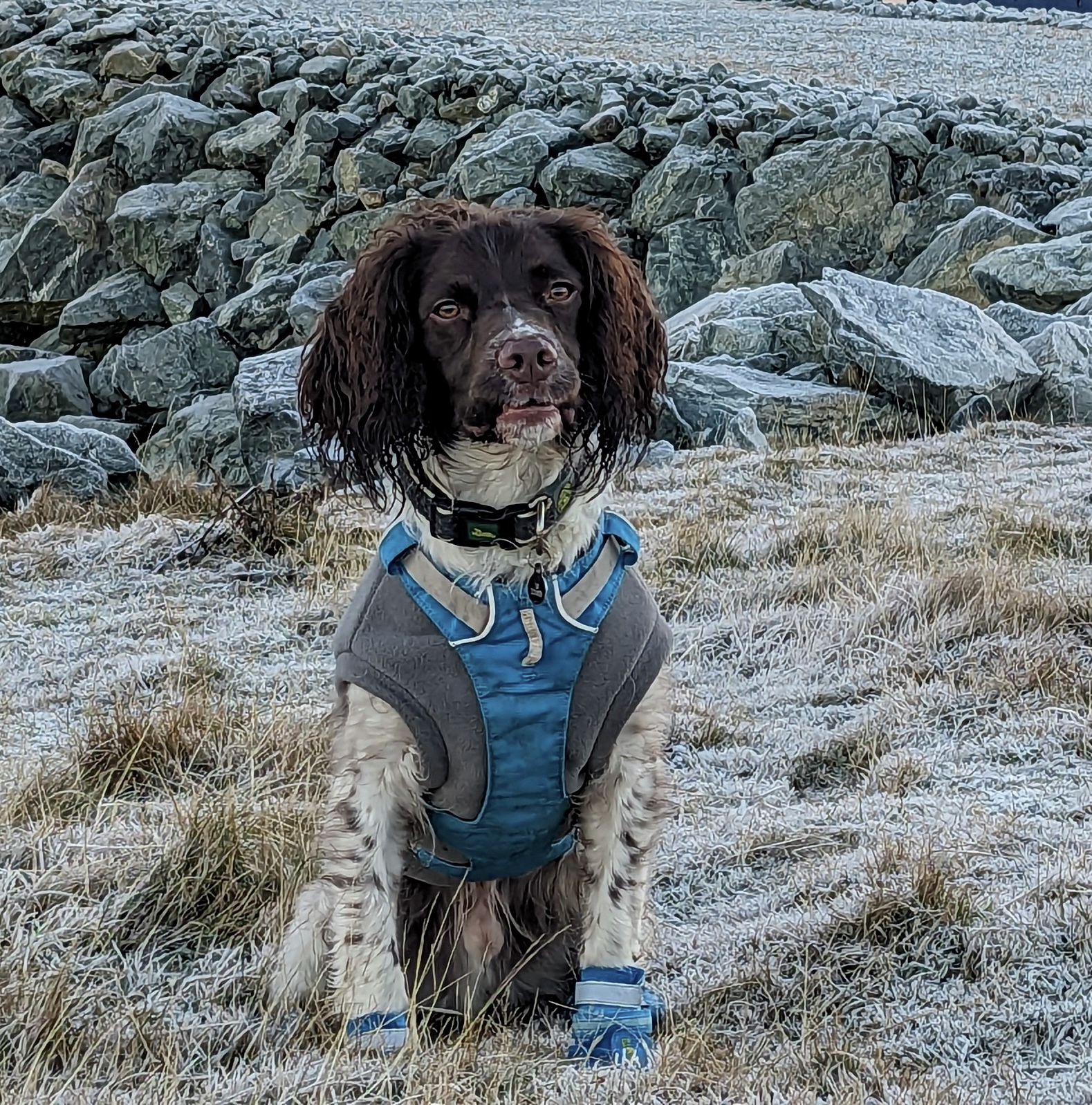 Dogs with Jobs