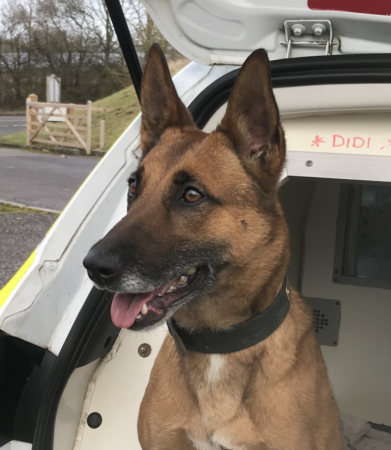 Dogs with Jobs