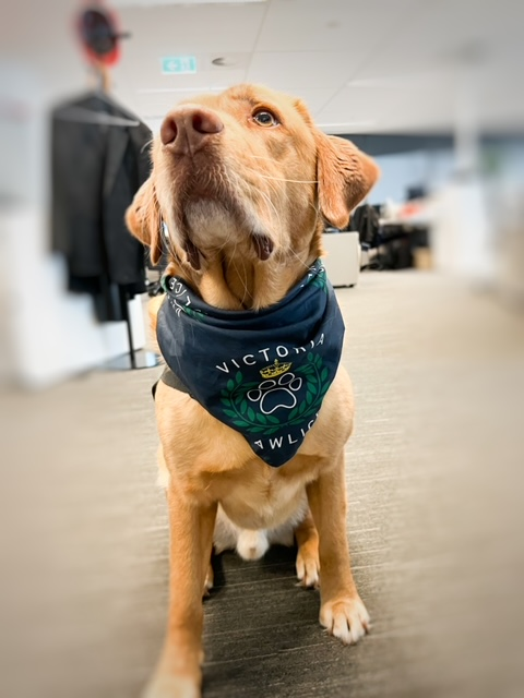 Dogs with Jobs