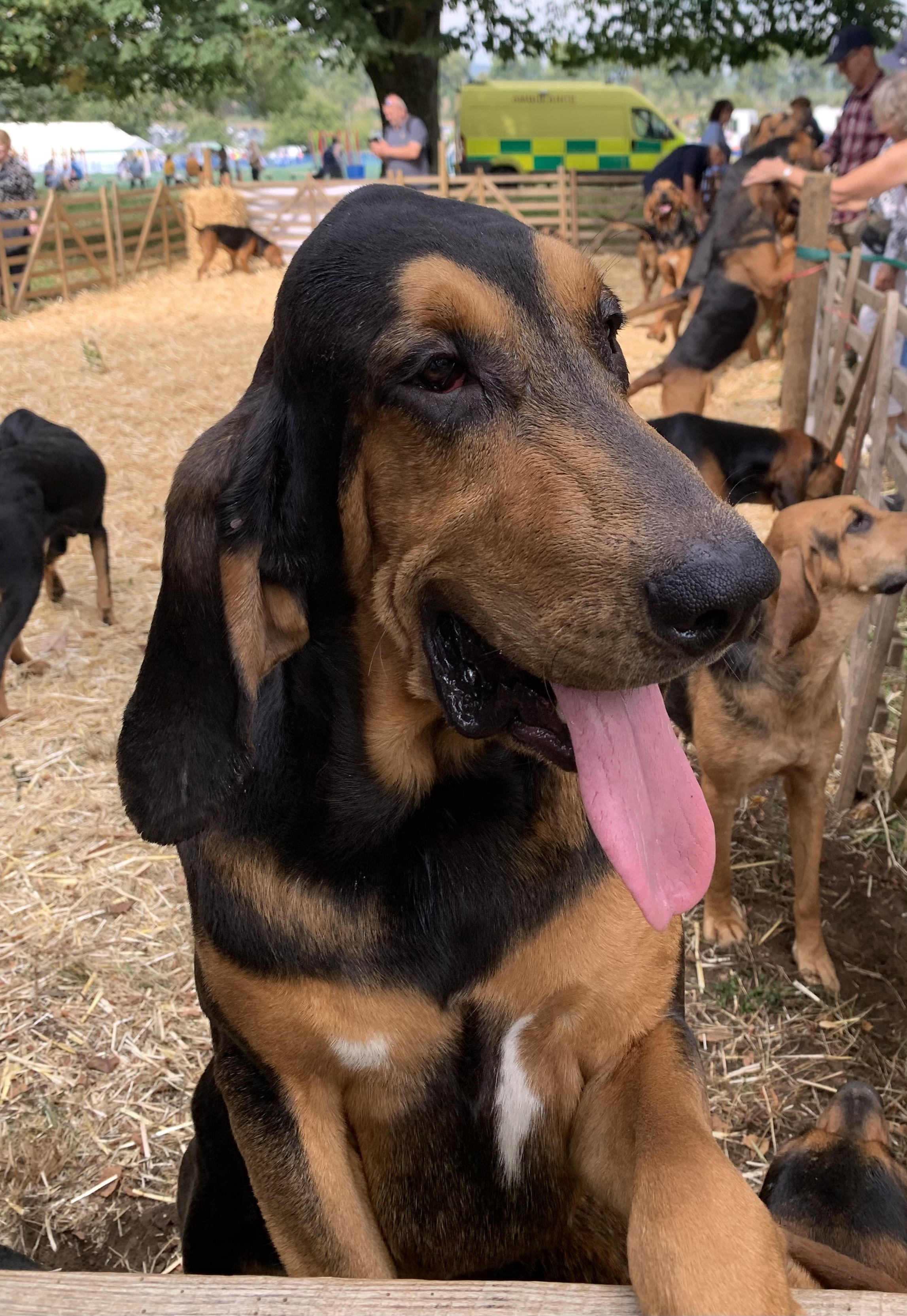 Meet the South Downs Bloodhounds