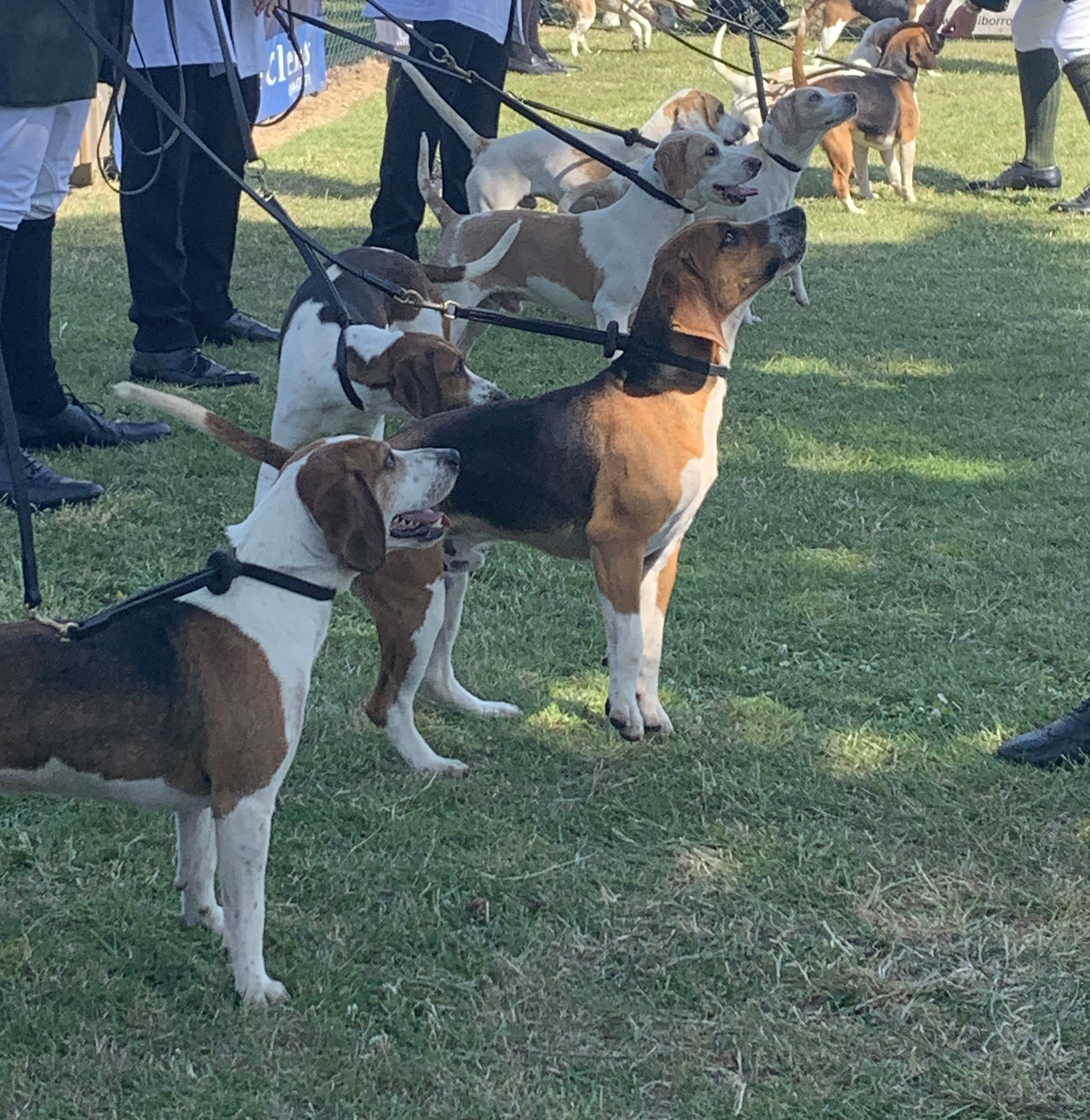 How to spot the winning beagle at a hound show