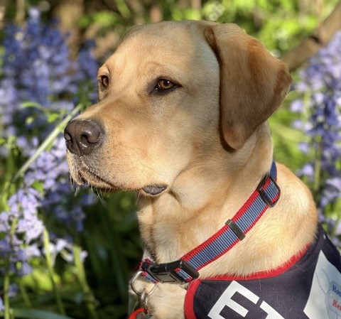 Dogs with Jobs